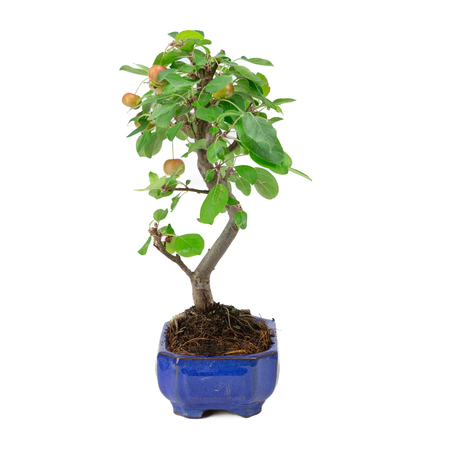 Malus domestica blue rectangular pot 16cm, height ~40cm