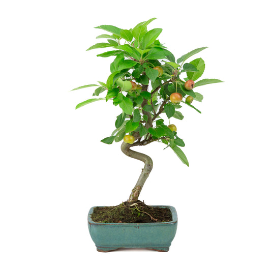 Malus halliana green rectangular pot 16cm, height ~36cm