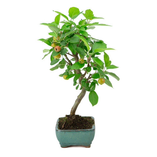 Malus halliana green rectangular pot 16cm, height ~36cm