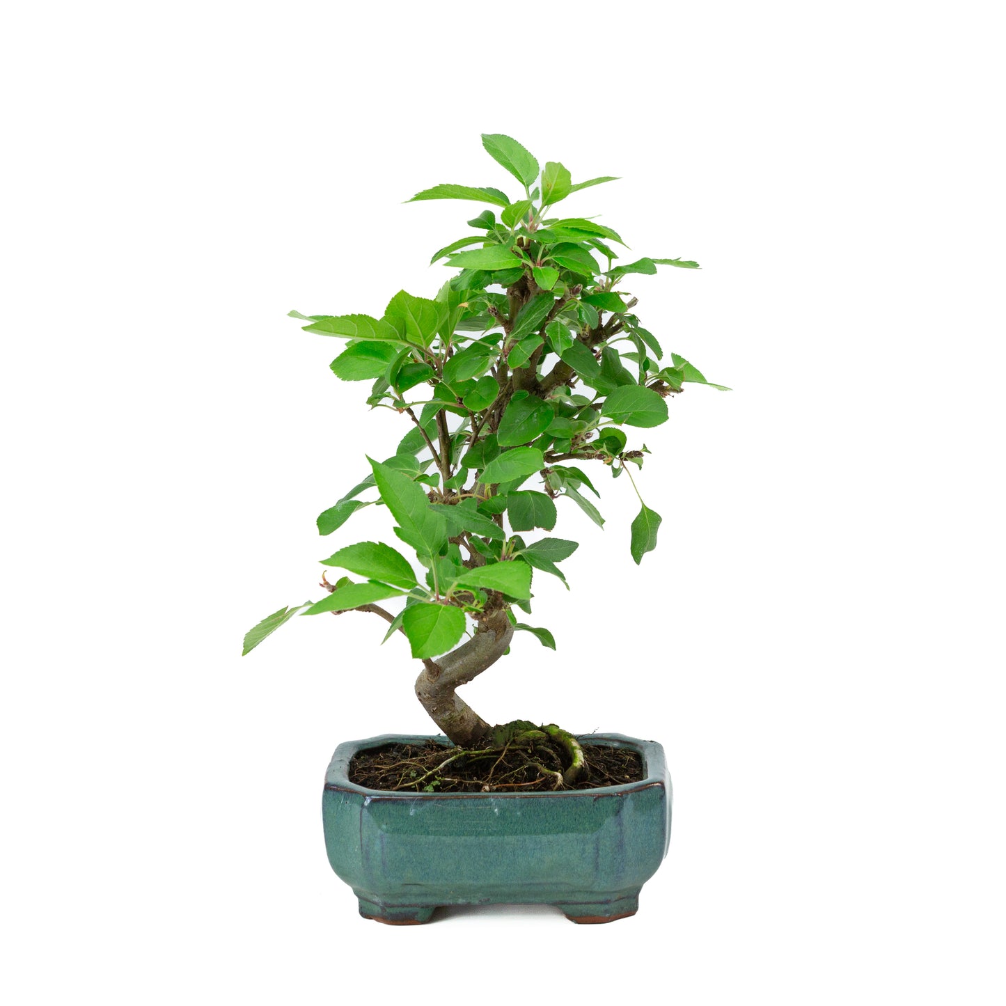 Malus domestica green rectangular pot 16cm, height ~40m