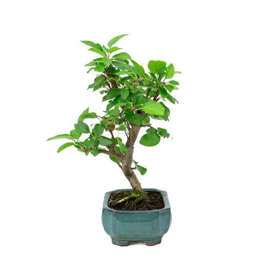 Malus domestica green rectangular pot 16cm, height ~40m