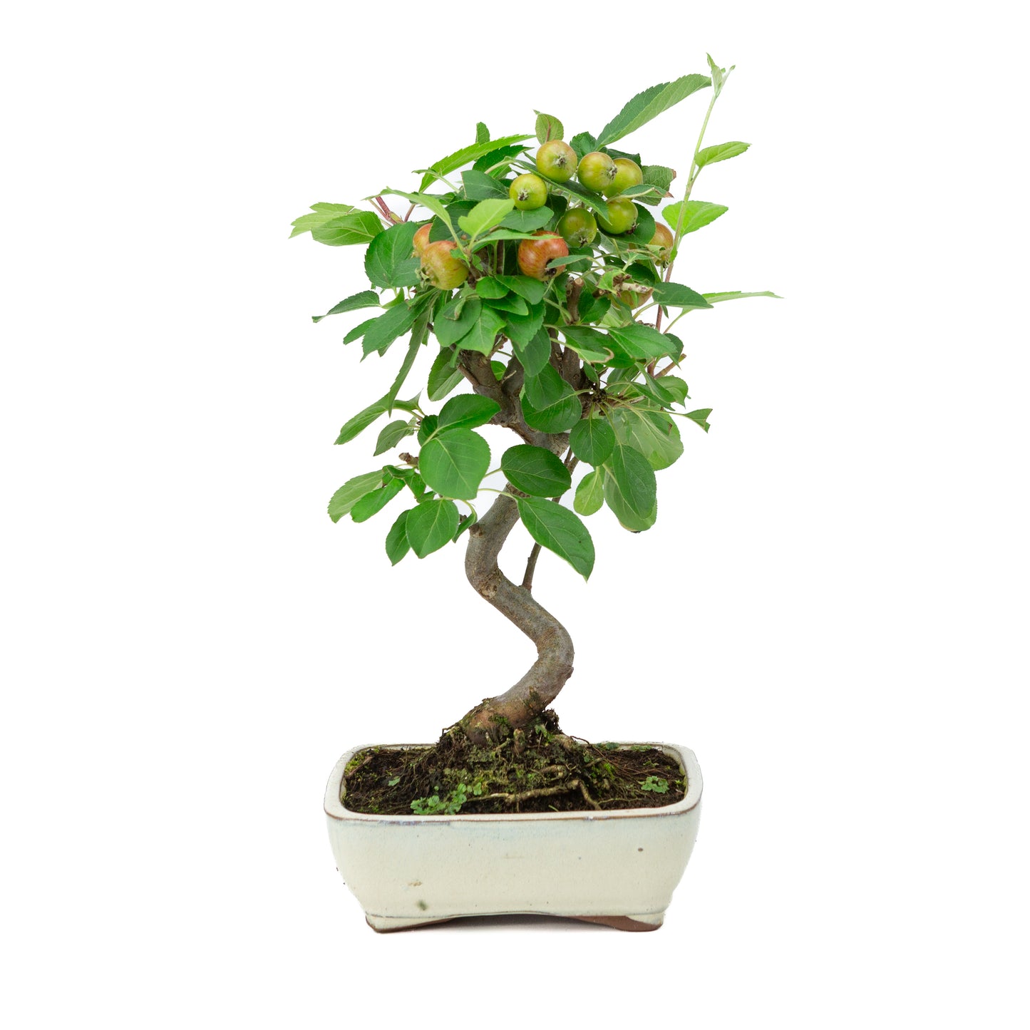 Malus halliana cream rectangular pot 16cm, height ~34cm