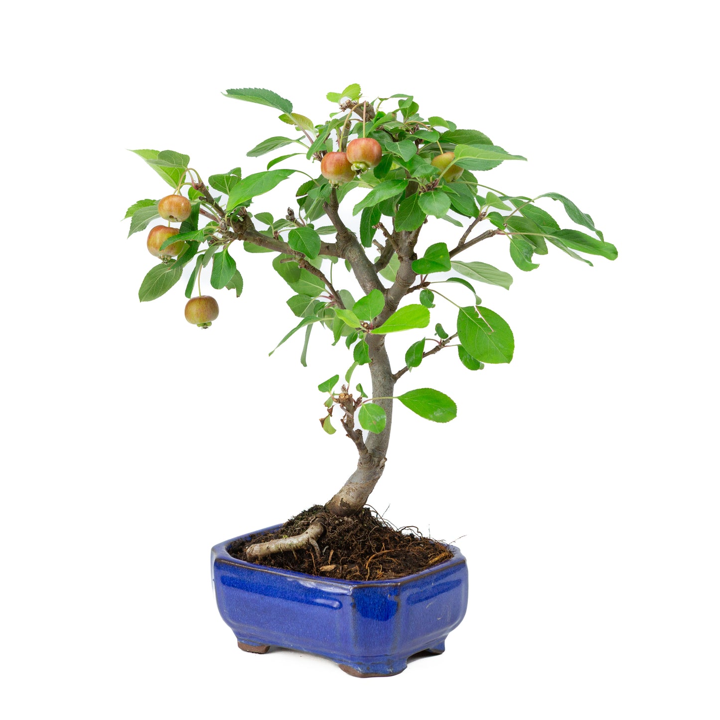Malus domestica blue rectangular pot 16cm, height ~40cm
