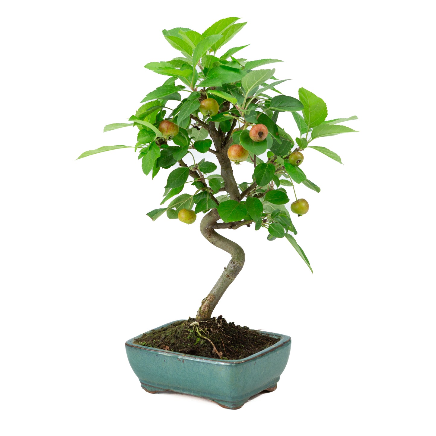 Malus halliana green rectangular pot 16cm, height ~36cm