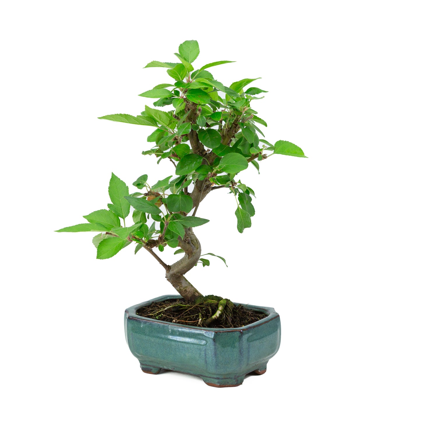 Malus domestica green rectangular pot 16cm, height ~40m