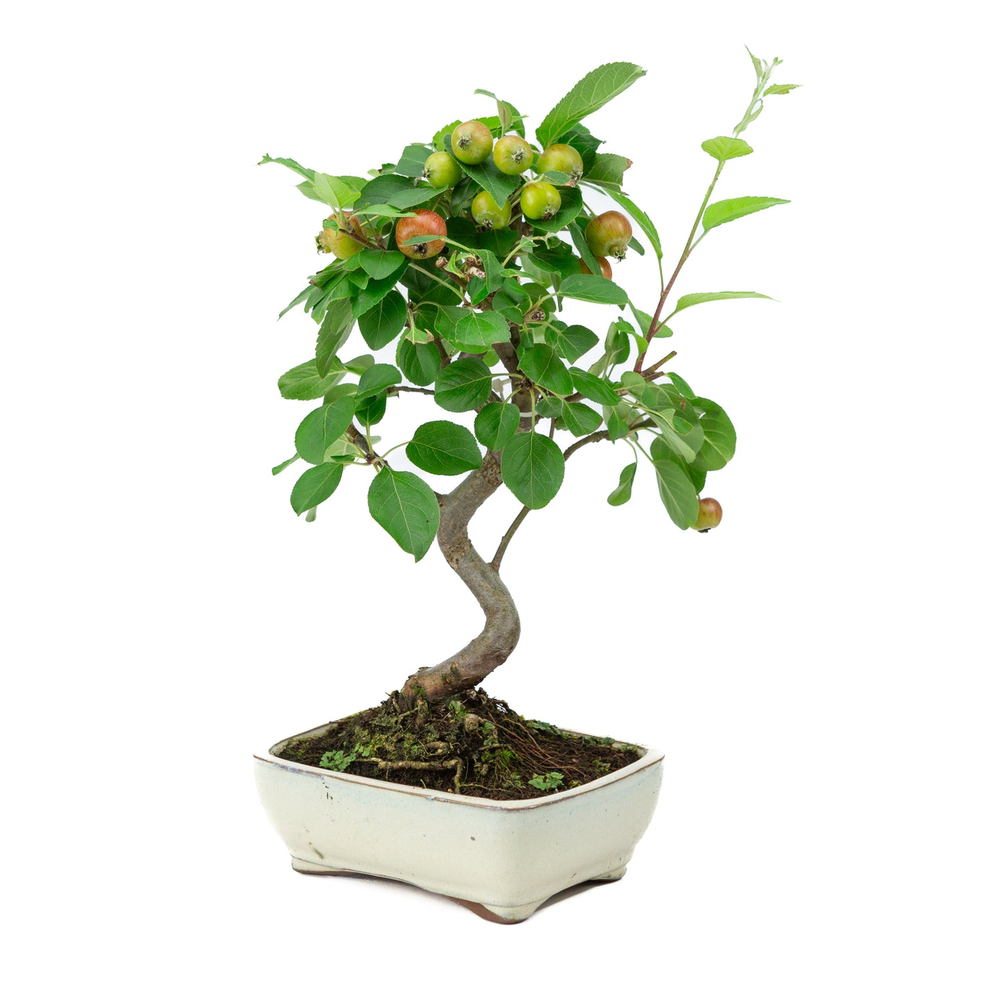 Malus halliana cream rectangular pot 16cm, height ~34cm