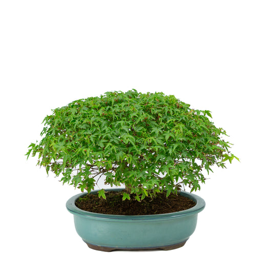 Acer palmatum 'Kiyohime' green oval pot 23cm, height ~25cm