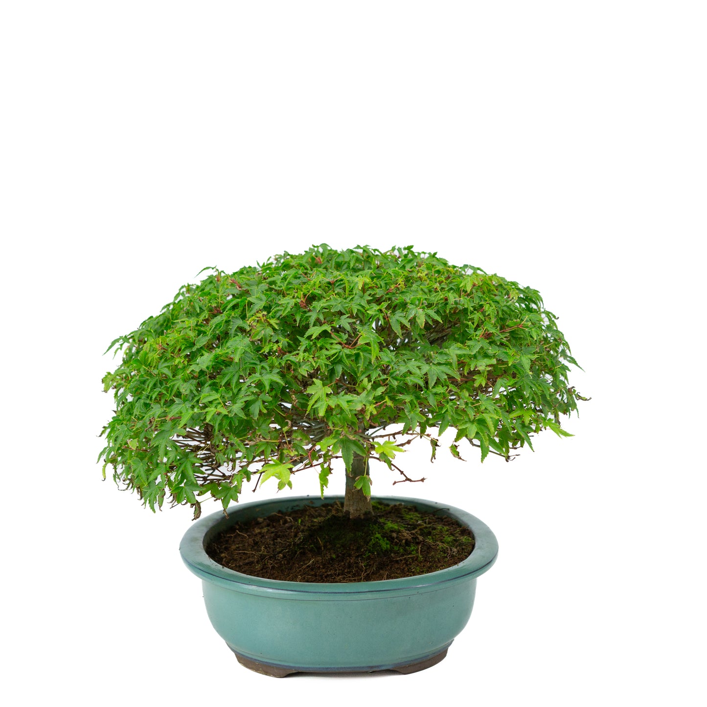 Acer palmatum 'Kiyohime' green oval pot 23cm, height ~25cm