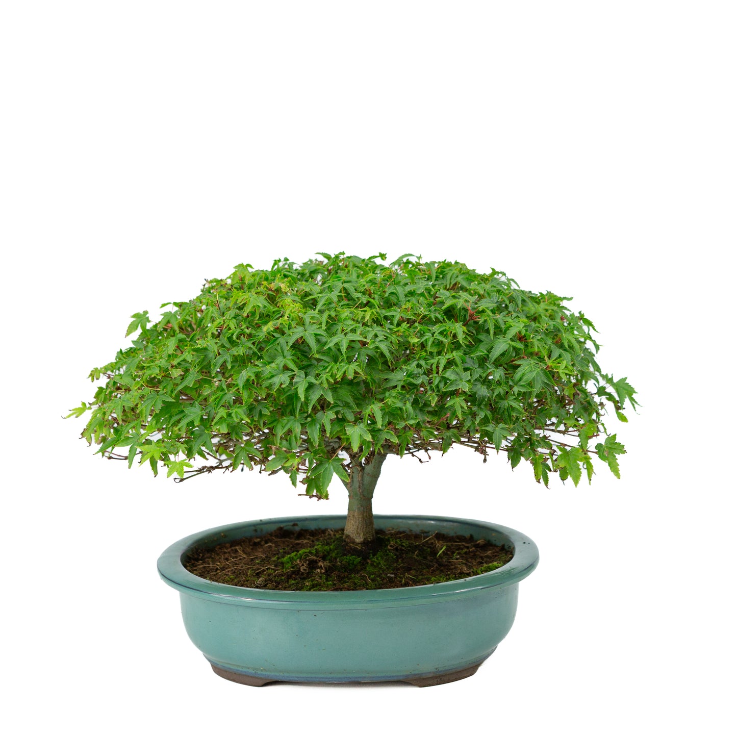 Acer palmatum 'Kiyohime' green oval pot 23cm, height ~25cm