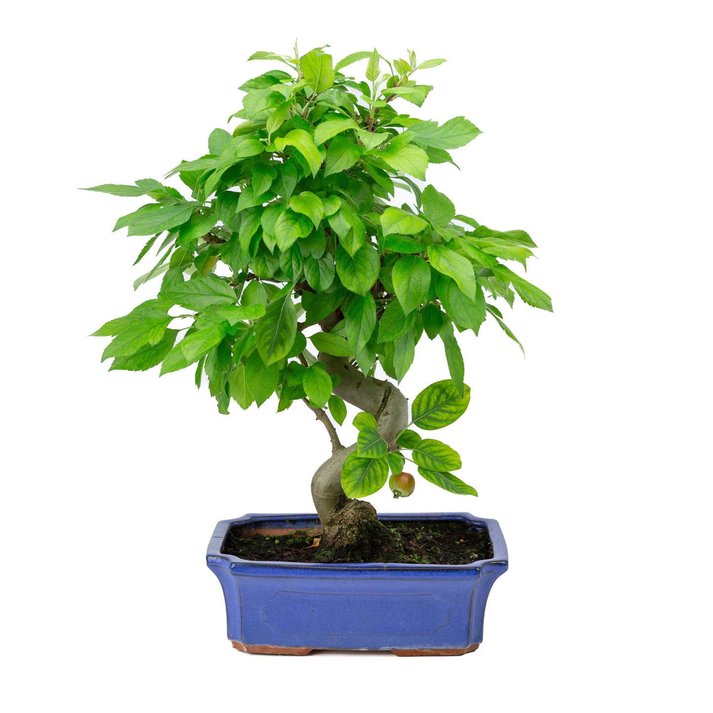 Malus halliana blue rectangular pot 24cm, height ~45cm