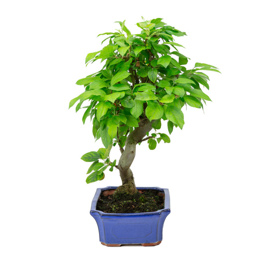 Malus halliana blue rectangular pot 24cm, height ~45cm