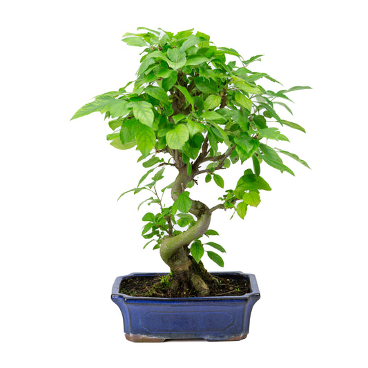Malus halliana blue rectangular pot 24cm, height ~45cm