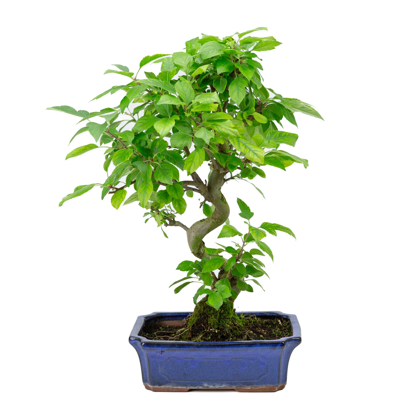 Malus halliana blue rectangular pot 24cm, height ~45cm