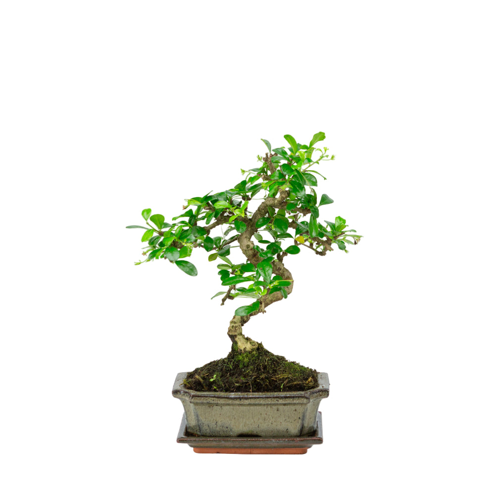 Carmona Bonsai in green pot 15cm, height ~30cm