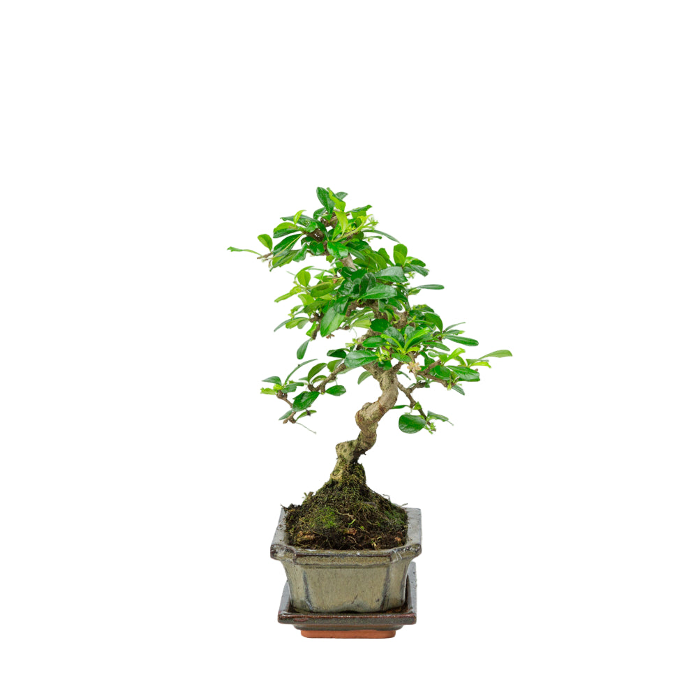 Carmona Bonsai in green pot 15cm, height ~30cm
