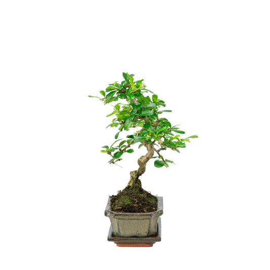 Carmona Bonsai in green pot 15cm, height ~30cm