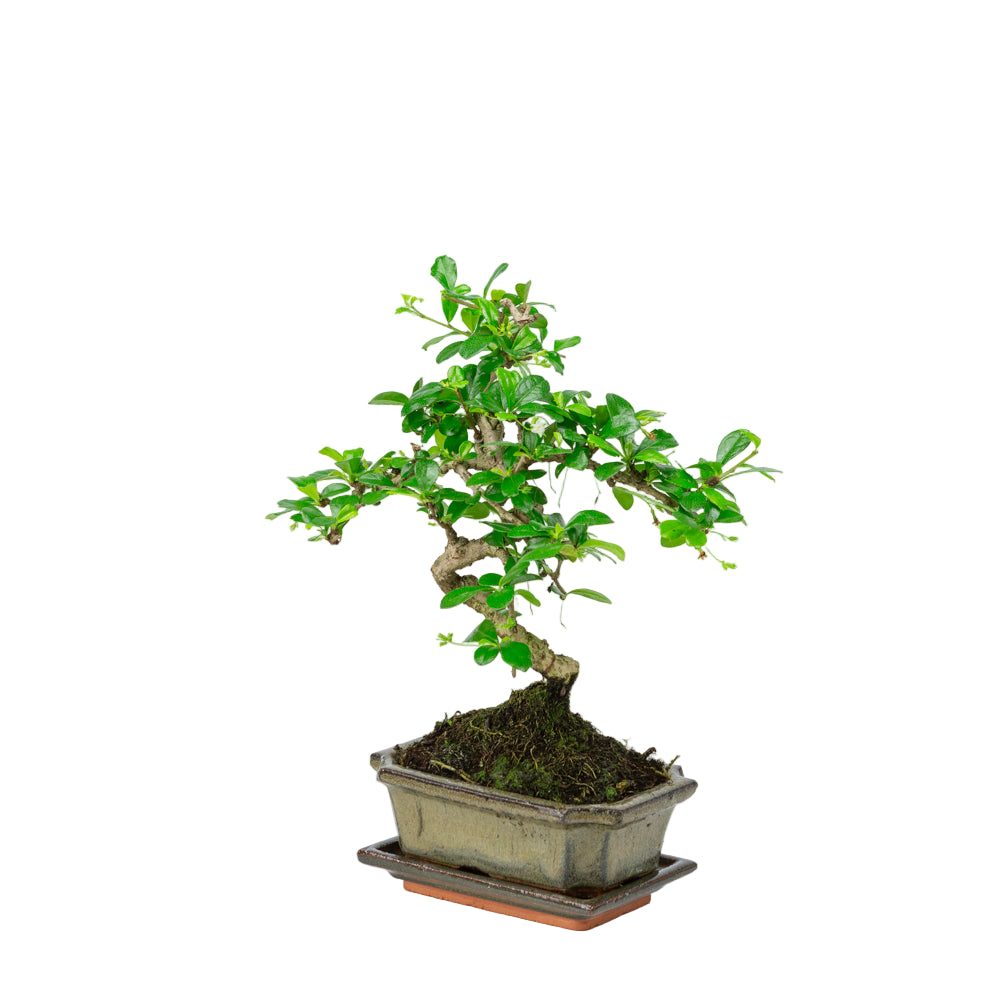 Carmona Bonsai in green pot 15cm, height ~30cm