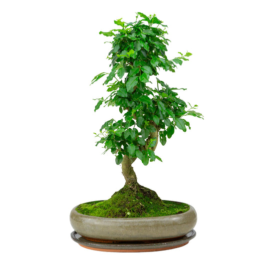 Ligustrum sinensis Bonsai in green pot 29cm, height ~45cm