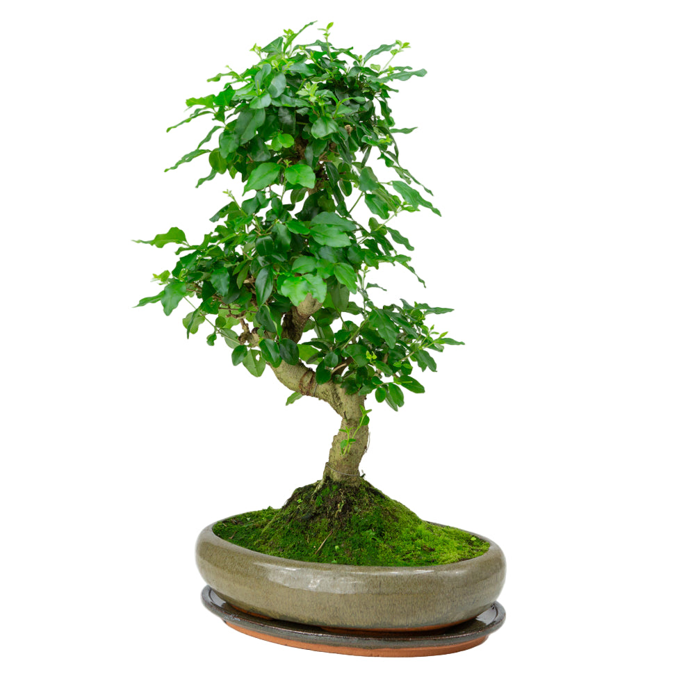 Ligustrum sinensis Bonsai in green pot 29cm, height ~45cm