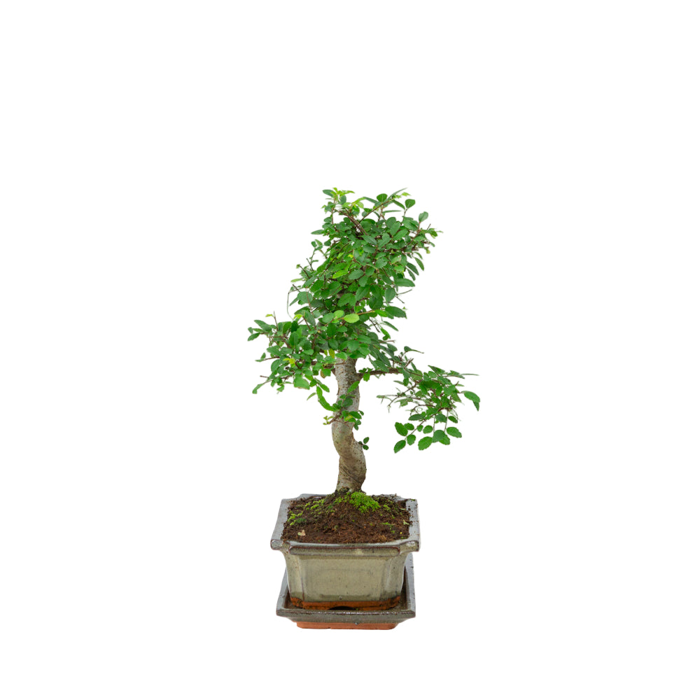 Zelkova Bonsai in green pot 20cm, height ~35cm