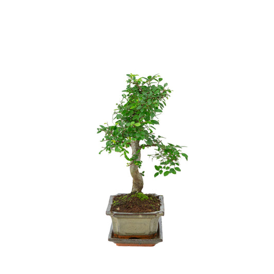 Zelkova Bonsai in green pot 20cm, height ~35cm