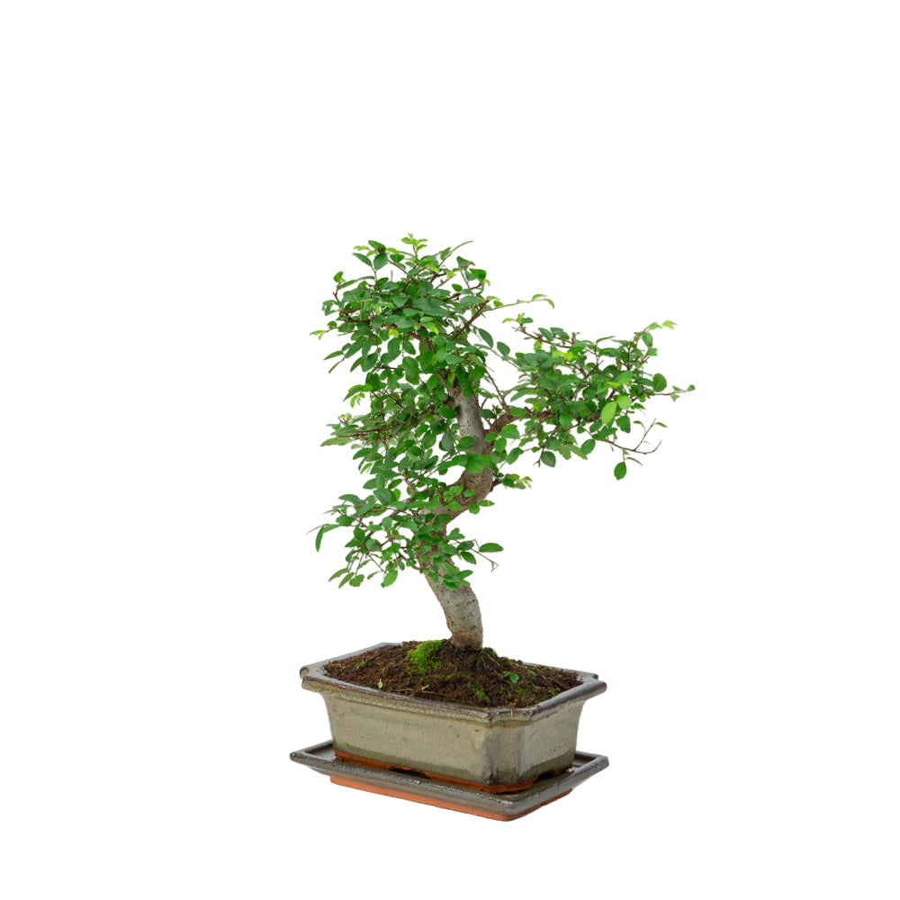 Zelkova Bonsai in green pot 20cm, height ~35cm