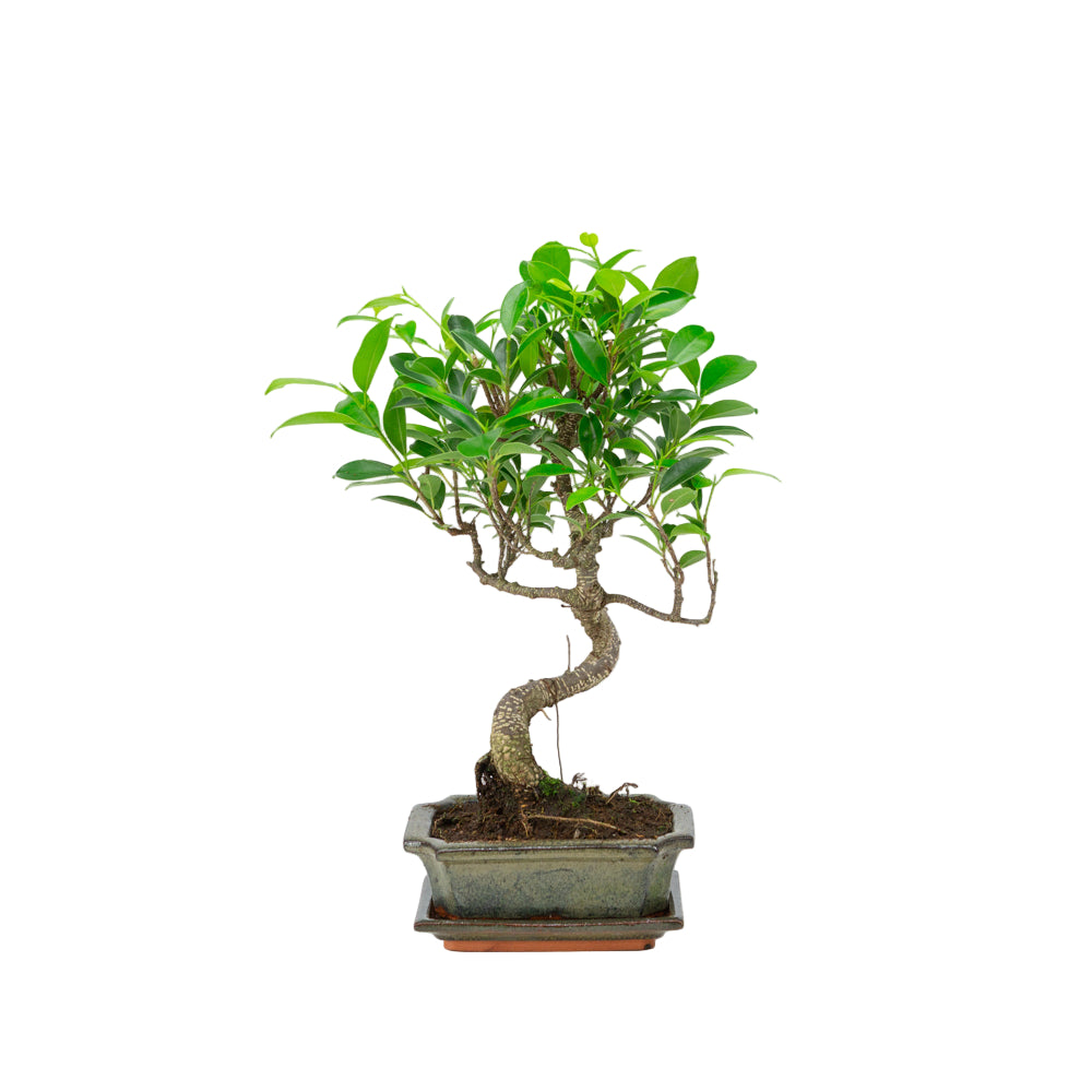 Ficus retusa Bonsai in green pot 15cm, height ~30cm