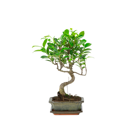 Ficus retusa Bonsai in green pot 15cm, height ~30cm