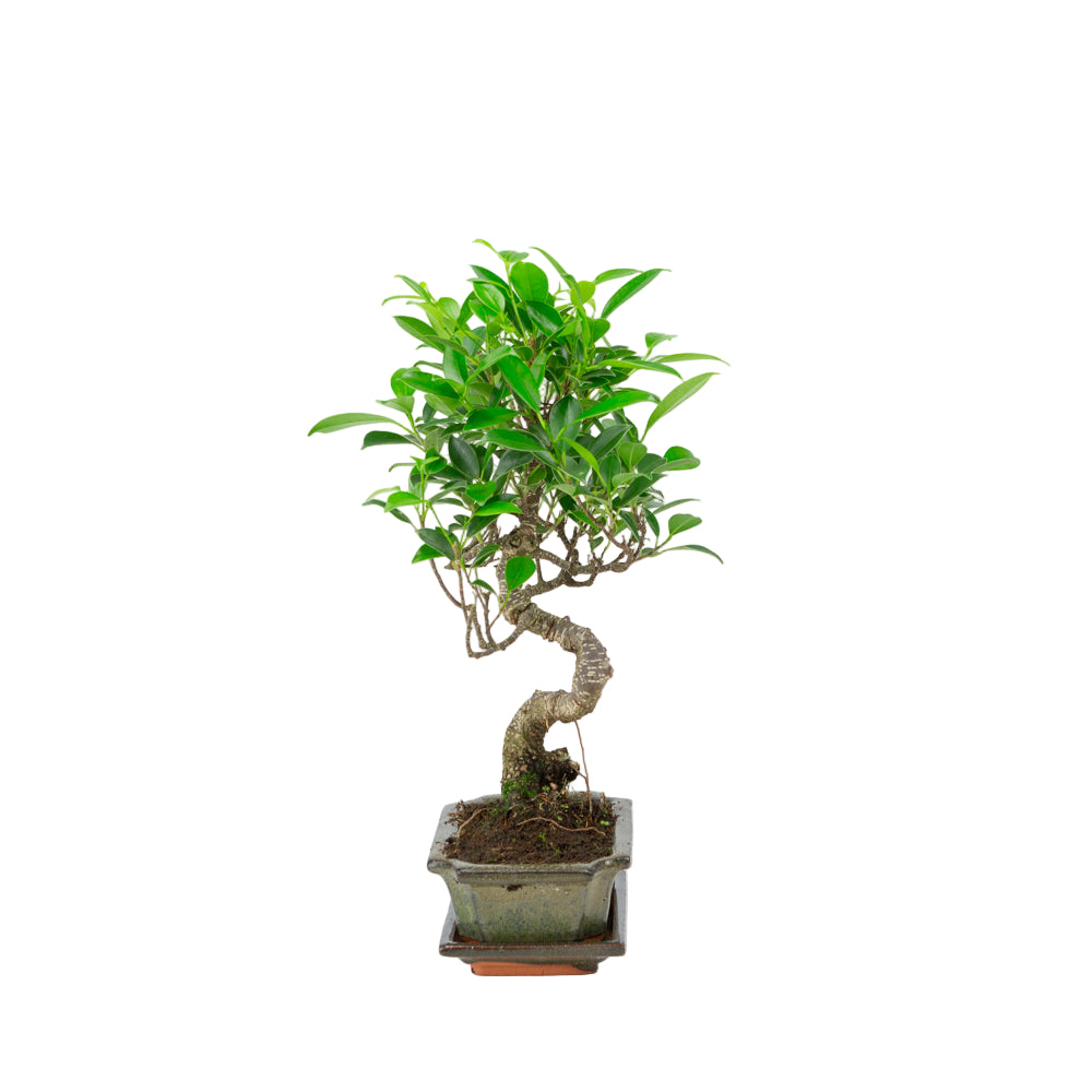 Ficus retusa Bonsai in green pot 15cm, height ~30cm