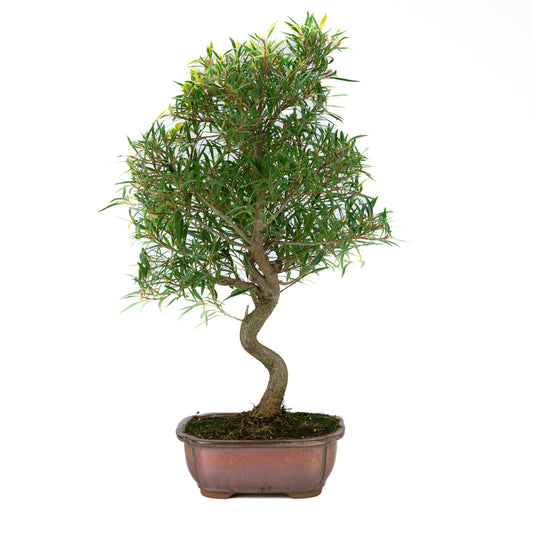 Ficus nerifolia (willow-leaf fig), height ~67cm
