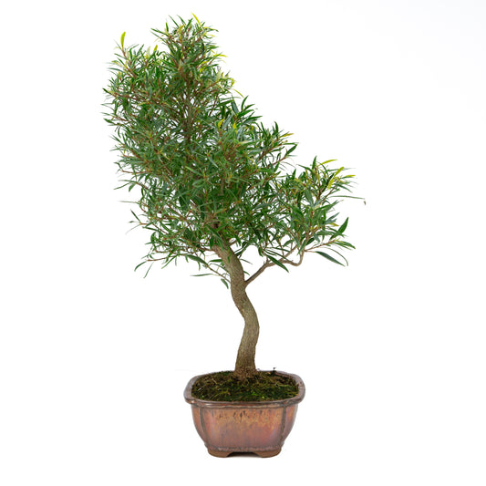 Ficus nerifolia (willow-leaf fig), height ~67cm