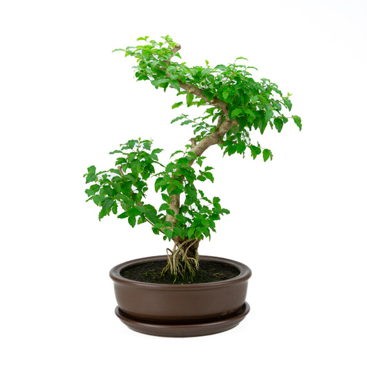 Ligustrum ovalifolium Bonsai in green pot 16cm, height ~32cm