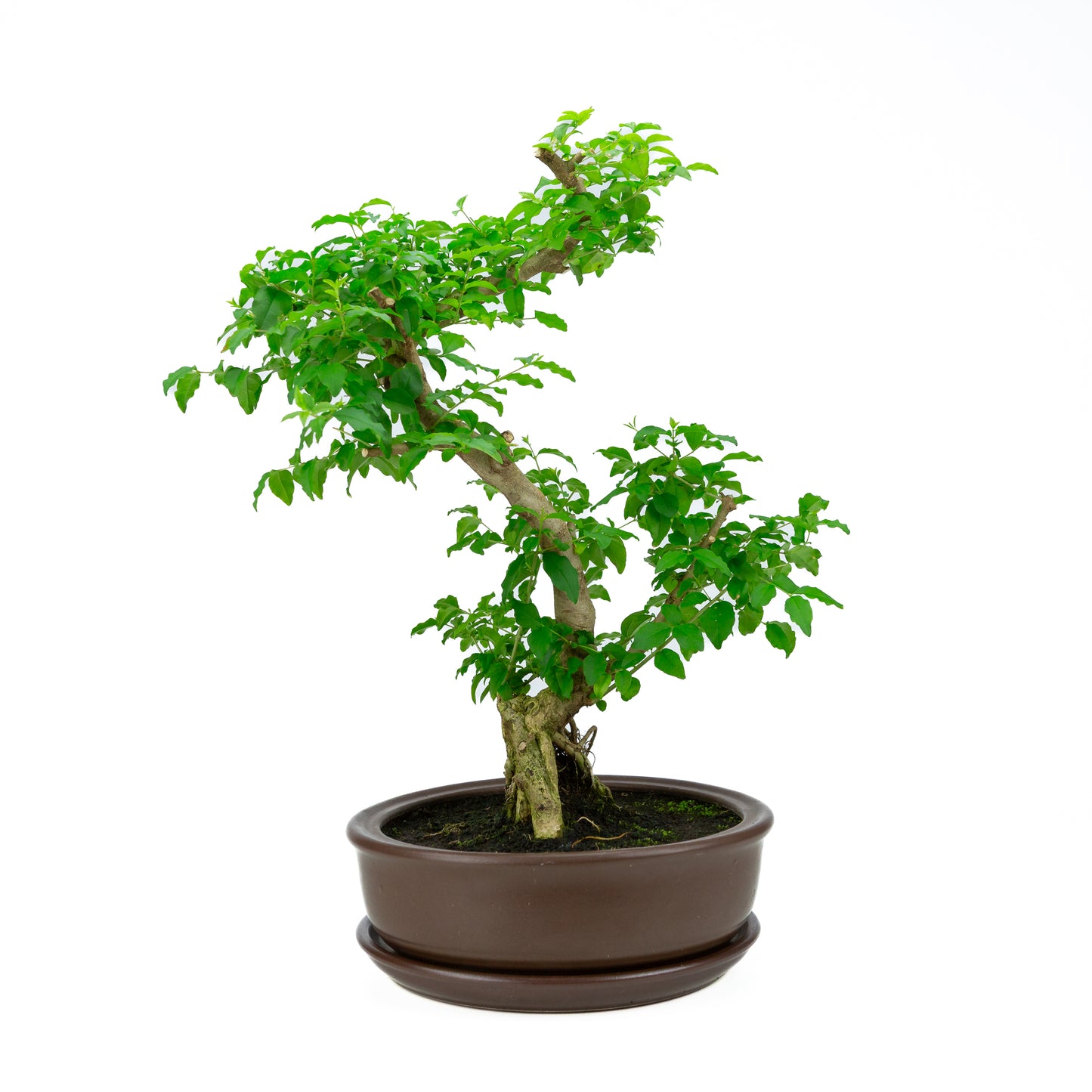 Ligustrum ovalifolium Bonsai in green pot 16cm, height ~32cm