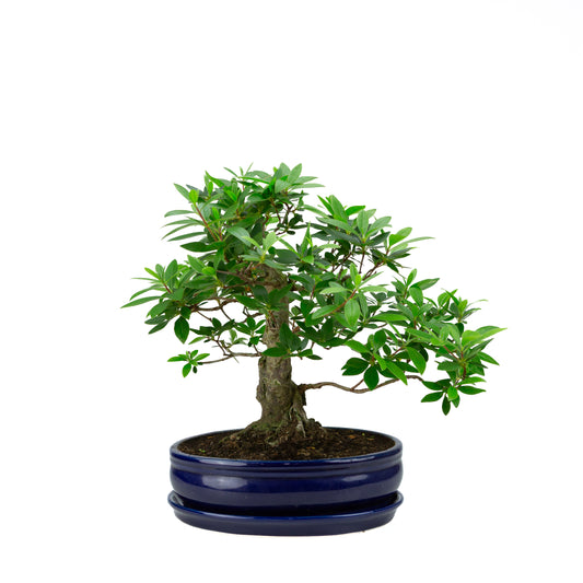 Buxus harlandii Bonsai in green pot 26cm, height ~46cm