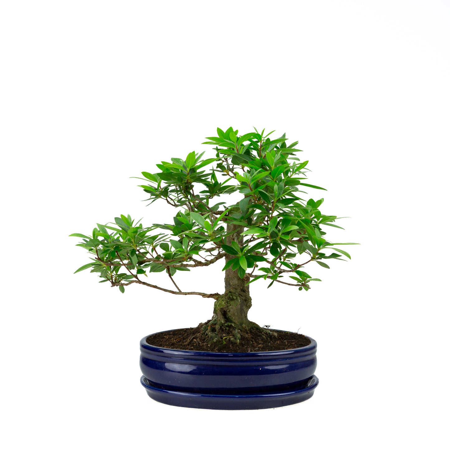 Buxus harlandii Bonsai in green pot 26cm, height ~46cm