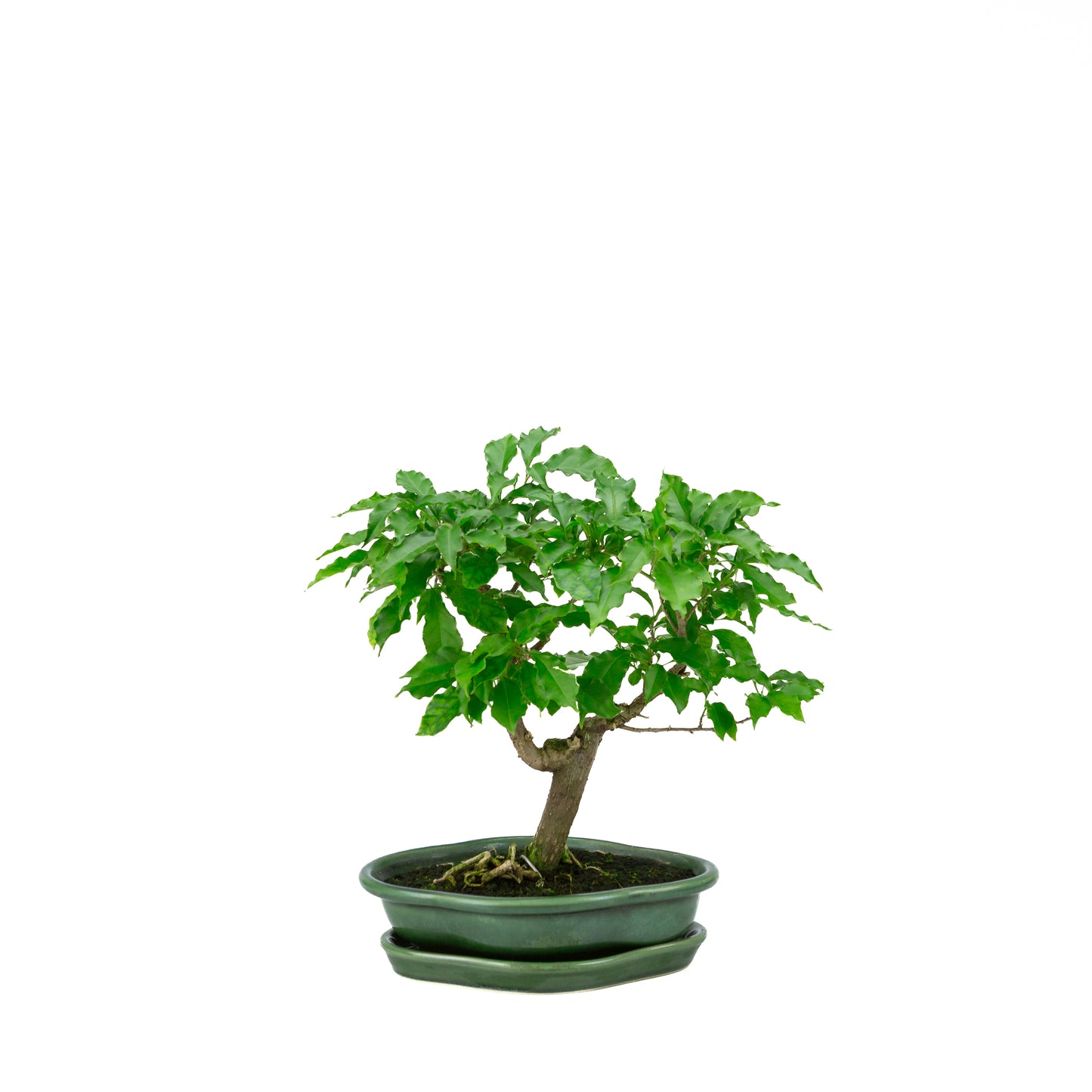 Bougainvillea glabra, height ~28cm