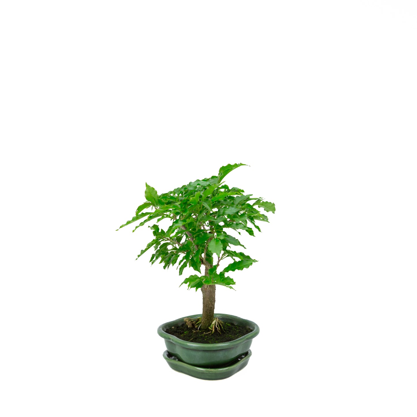Bougainvillea glabra, height ~28cm