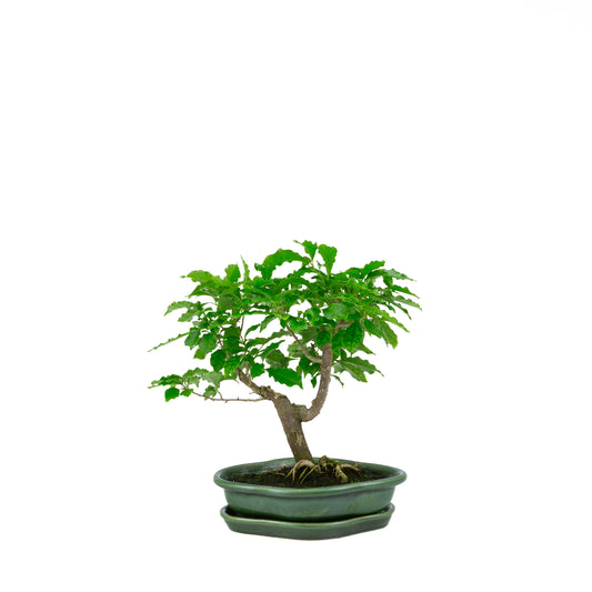 Bougainvillea glabra, height ~28cm