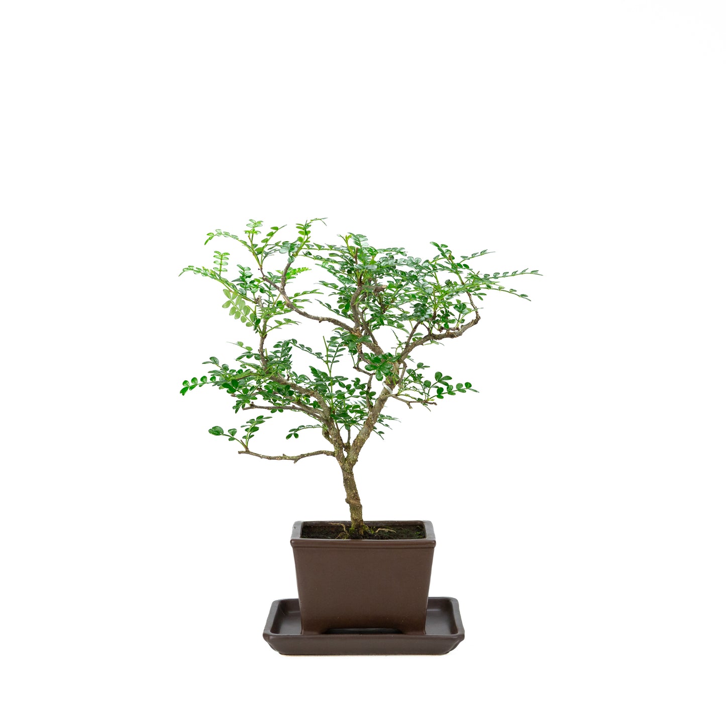 Zanthoxylum piperitum (pepper tree), height ~37cm