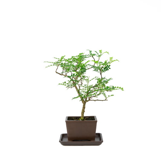 Zanthoxylum piperitum (pepper tree), height ~37cm