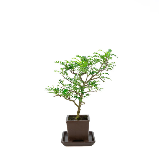 Zanthoxylum piperitum (pepper tree), height ~37cm