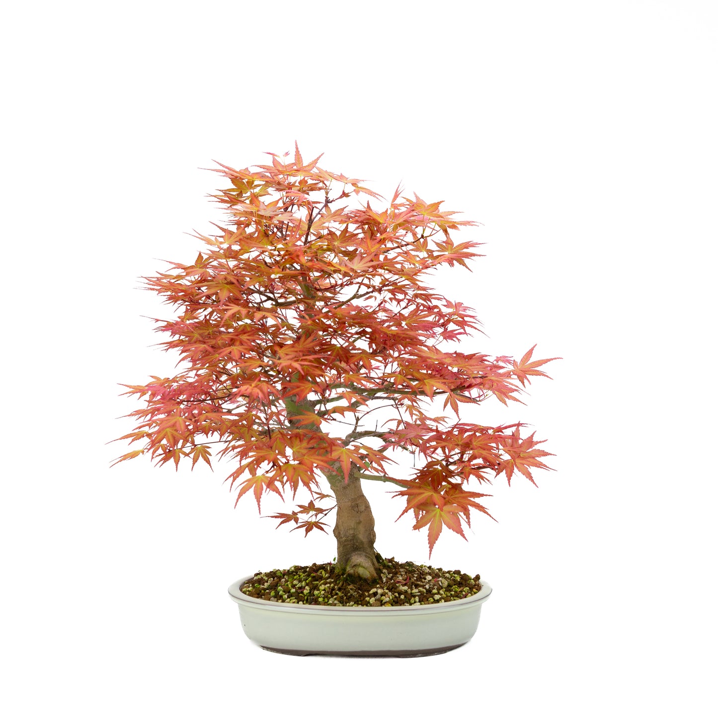 Acer palmatum 'Benichidori' (Japanese maple), height ~38cm