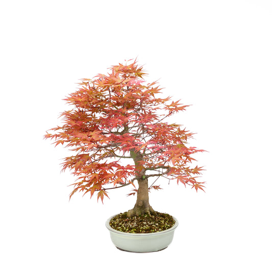 Acer palmatum 'Benichidori' (Japanese maple), height ~38cm