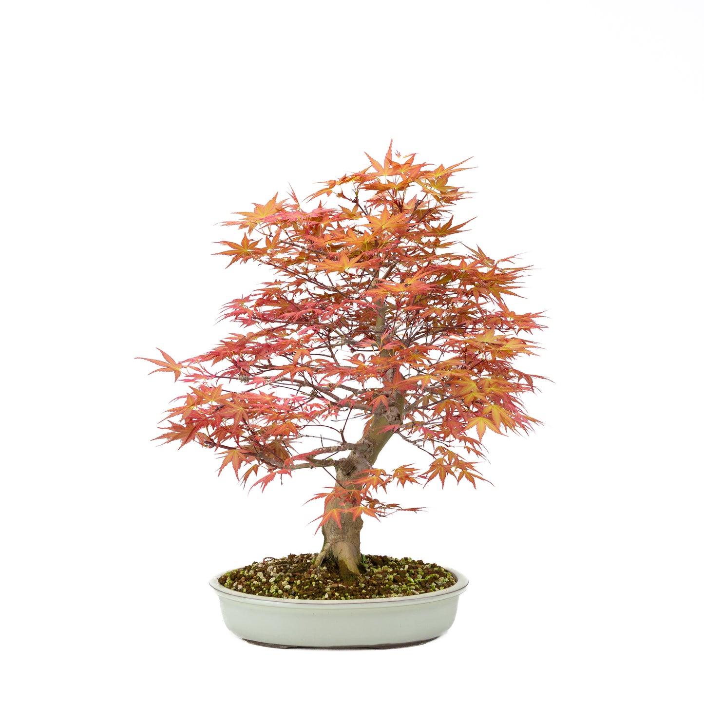 Acer palmatum 'Benichidori' (Japanese maple), height ~38cm