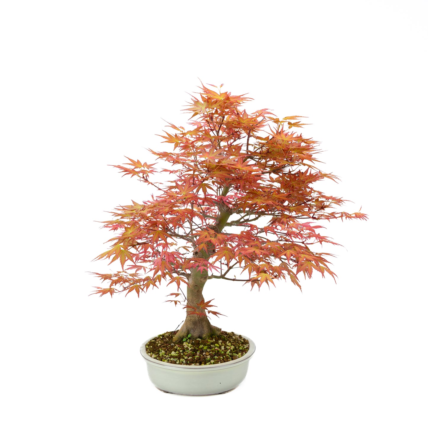 Acer palmatum 'Benichidori' (Japanese maple), height ~38cm