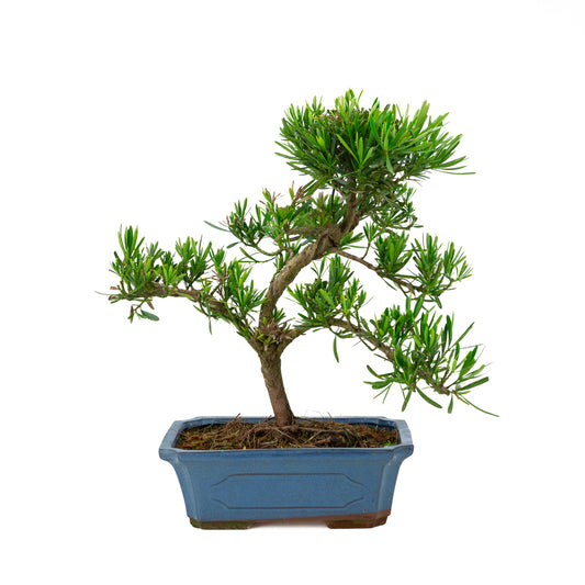 Podocarpus macrophylla blue pot 30cm, height ~45cm