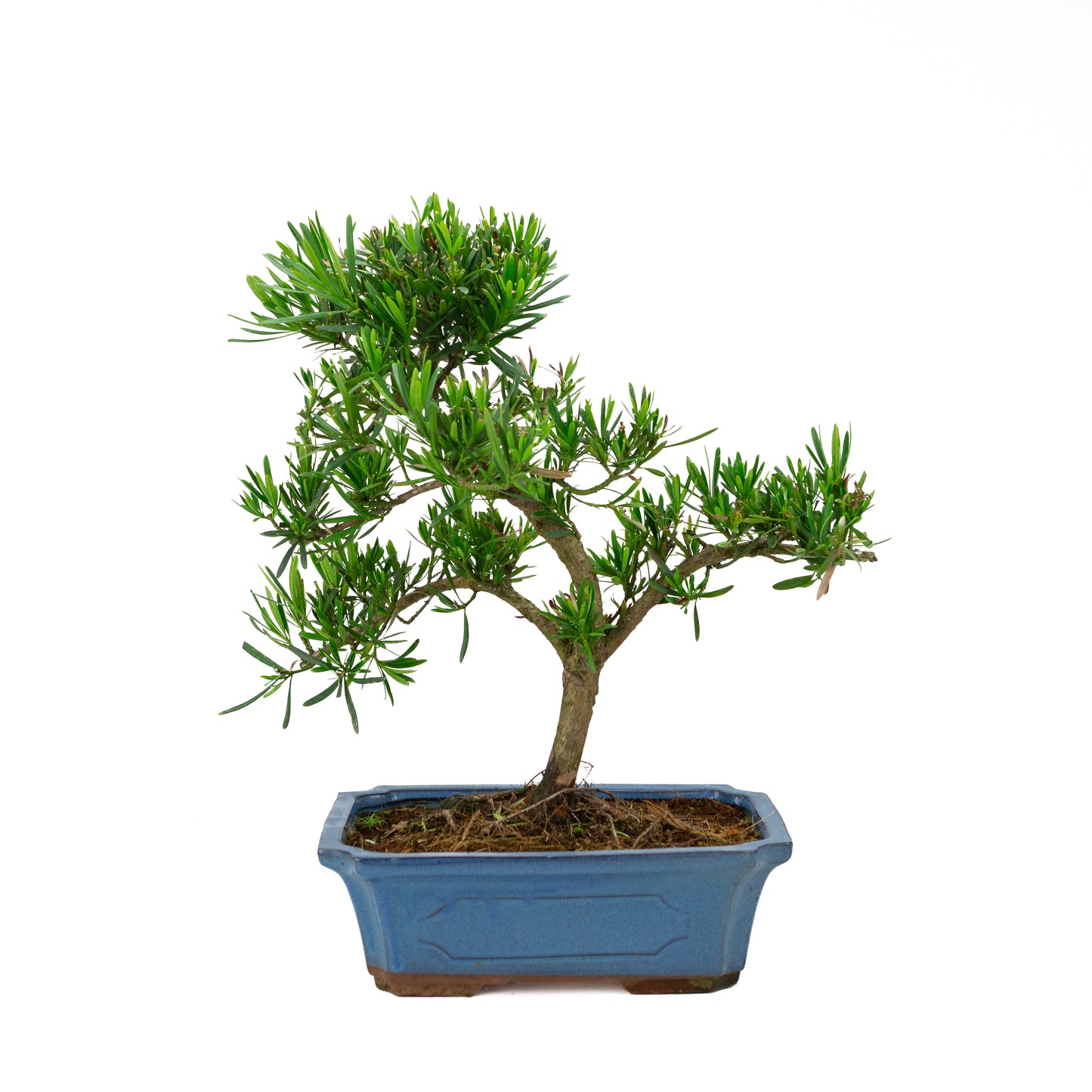 Podocarpus macrophylla blue pot 30cm, height ~45cm