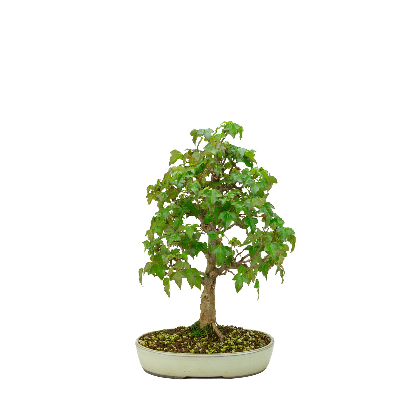 Outdoor Bonsai Acer buergerianum cream oval pot 25cm, height ~36cm
