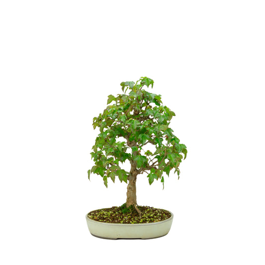 Outdoor Bonsai Acer buergerianum cream oval pot 25cm, height ~36cm