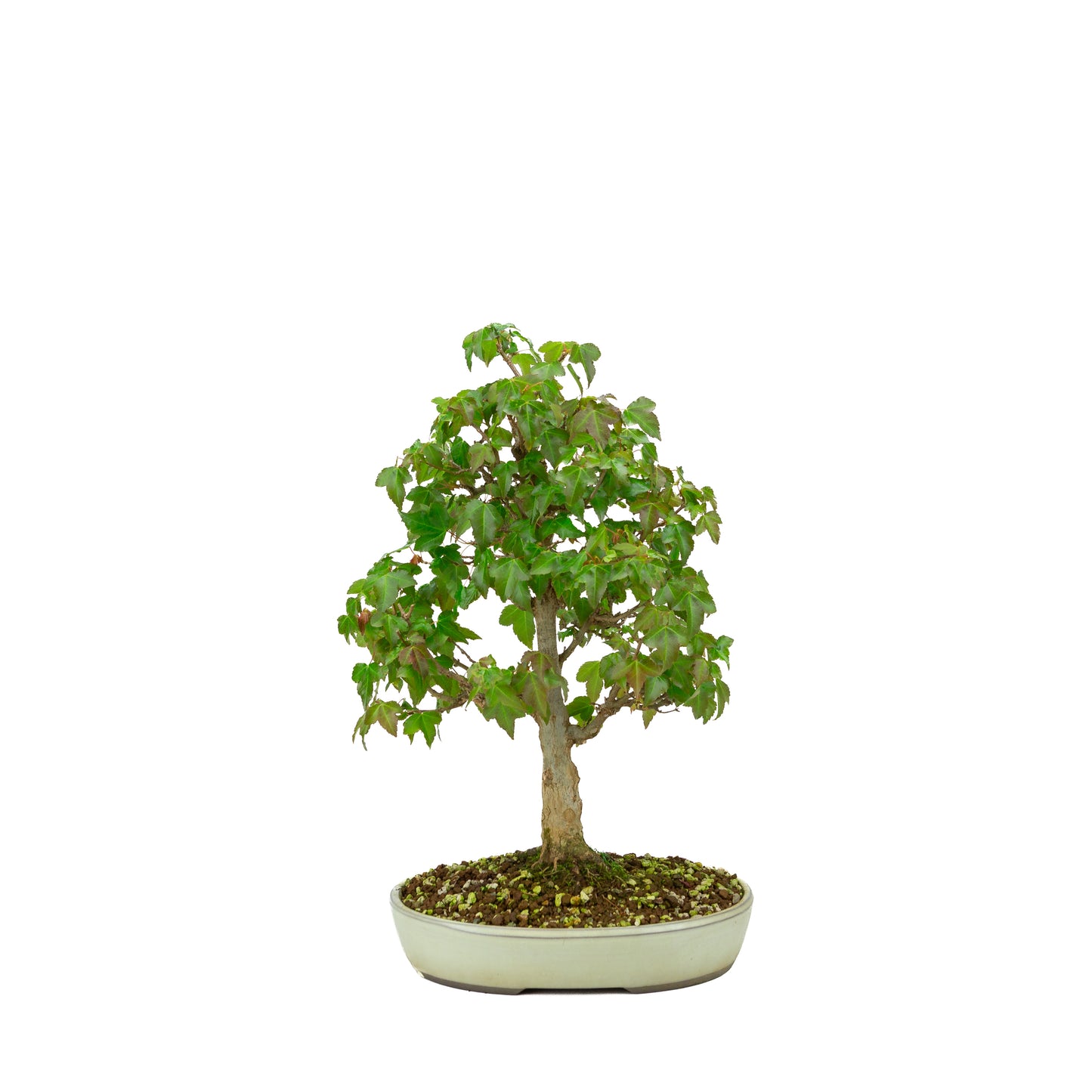 Outdoor Bonsai Acer buergerianum cream oval pot 25cm, height ~36cm